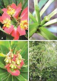 Image result for Euphorbia schimperiana