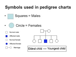 pedigrees ppt video online download