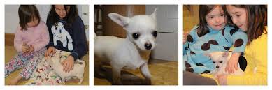 Does your dog have down syndrome? Pin On Life With Down Syndrome