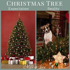 7 Funny Christmas Memes To Make You Laugh Christmas Memes Christmas Memes Funny Christmas Humor