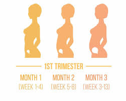Image result for First Trimester Education