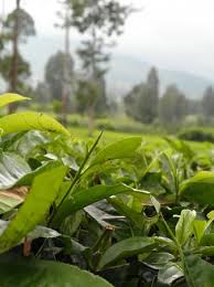 We did not find results for: Surganya Kebun Teh Ulasan Agrowisata Tambi Wonosobo Indonesia Tripadvisor