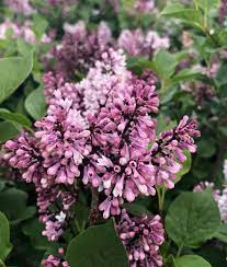 Little Darling Lilac What S Better Than A Fragrant Lilac One That Blooms Twice A Year Large Clusters Of Dark Purple Bud Monrovia Plants Lilac Plant Catalogs
