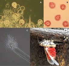 Image result for Kotschya suberifera