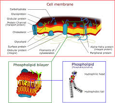 True false the answer is true. The Cell Membrane