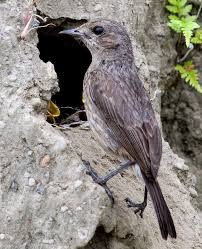 Burung sikatan mugimaki jantan dan betina usia muda mugimaki jantan *kepala besar *mata bulat menonjol *bulu dada oren. Panduan Awal Penangkaran Burung Decu Om Kicau