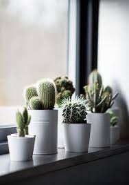 Choose from one of the widest range of cactus plants available online. Decoration Succulent Planter Ideas Succulent Gardens Near Me Flower Pot People Plant Arrangements Tiny Succulent Plants Windowsill Garden Plants Indoor Plants