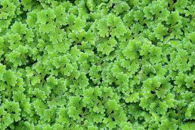 Image result for Azolla filiculoides