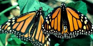 Kết quả hình ảnh cho bướm