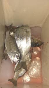سمك قرقفان صيدي Fish Food Meat