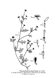 Image result for Chrysanthellum