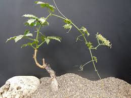 Image result for Cyphostemma quinatum