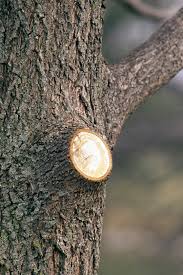 Average cost to trim a tree is about $591 per tree (five large trees trimmed; How To Prune Trees Better Homes Gardens