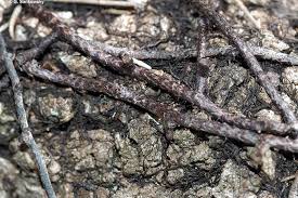 Image result for Pycnostachys coerulea