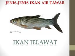 Indonesia merupakan salah satu negara dengan biodiversitas tertinggi di dunia. Ikan Jelawat My Blog Ain Suwandi D49913