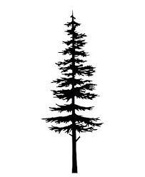 Vector Isolated Silhouette Of A Coniferous Tree Tree Silhouette Tattoo Pine Tree Tattoo Pine Tree Silhouette