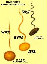 The hair follicle is an organ found in mammalian skin. Your Hair Follicle Determines Your Hair Type Growing Kinks Coils And Curls