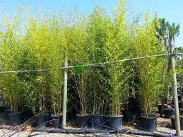 Последние твиты от aurea (@aurea_musica). Altuni Bambu Bambo Bambusa Phyllostachys Aurea Poaceae Sms Marmara Group