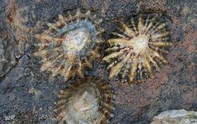 Common Limpet Limpet Marine Life Ocean Animals