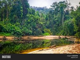 Mulu national park is one of the best national parks in malaysia that is popular amongst the travelers for its iconic cave system. River Jungle Image Photo Free Trial Bigstock