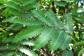 ネムノキ 合歓の木 庭木図鑑 植木ペディア