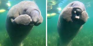 Photo about an endangered west indian manatee mother and her young in crystal river, florida, show scars from boat propellers. Watch This Adorable Baby Manatee Scratch An Itch On His Face The Dodo