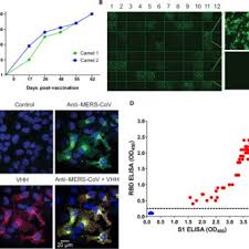 Nanogold® and alexa fluor® with fab' conjugate or streptavidin for correlative fluorescence and electron microscopy in a single procedure. Pdf Chimeric Camel Human Heavy Chain Antibodies Protect Against Mers Cov Infection