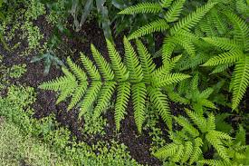 Image result for Pteris