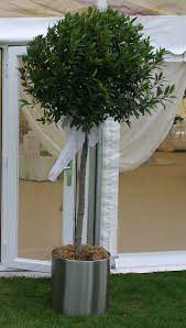 Rent flowers or plants for special events, instead of paying big bucks for floral arrangements. Weddings Plants Hiring Trees Plants Related Props To Help Clients Create Special Events