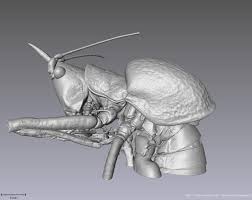 We'll get rid of those pests, fast. Chamber Music An Unusual Helmholtz Resonator For Song Amplification In A Neotropical Bush Cricket Orthoptera Tettigoniidae Journal Of Experimental Biology The Company Of Biologists
