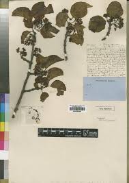 Image result for Canthium glaucum