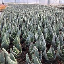 Image result for Aloe aculeata × ortholopha