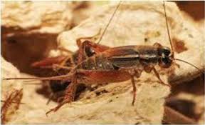 Chicago events calendar listing streaming concerts and. Frontiers Edible Crickets Orthoptera Around The World Distribution Nutritional Value And Other Benefits A Review Nutrition
