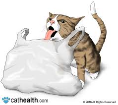 But, chewing on bags can lead to a lot of problems for your feline friend. Why Does My Cat Eat Plastic