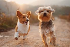 When to start socializing your new puppy? Socialising My New Puppy Checklist Dog Blog