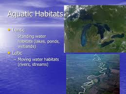 Aquatics Aquatic Habitats Lentic Lentic Standing Water Habitats Lakes Ponds Wetlands Lotic Lotic Moving Water Habitats Rivers Streams Ppt Download