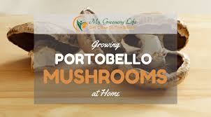 All you really need to grow mushrooms is dark and humidity. Growing Portobello Mushrooms At Home Ultimate Guide 2019 Edition