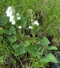 Image result for Plicosepalus sagittifolius