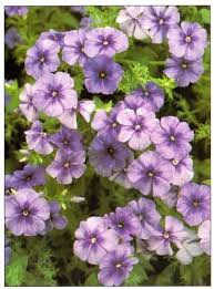 Wild Sweet William Phlox Drummondii Phlox Flowers Sweet William Beautiful Flowers