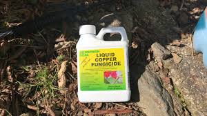 For more information about growing backyard fruit trees, contact your local wsu master gardeners program by clicking on your county on the map found. Copper Fungicide Spray Fruit Trees Youtube