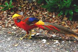 Seperti yg bisa kalian lihat pada gambar di atas, burung ini memiliki warna itulah daftar dari beberapa jenis burung kicau termahal di indonesia 2021 beserta gambarnya. Burung Paling Cantik Di Dunia Ohlama
