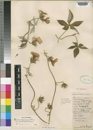 Image result for Ipomoea magnusiana