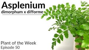 Image result for Asplenium gemmiferum