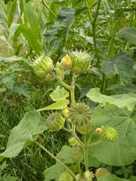 Image result for Grewia inaequilatera