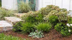 Winterharte Blattschmuckstauden Fur Den Garten Ideen Fur Sonnige Und Halbschattige Standorte Plants Garden Juliet