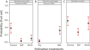 Image result for Ascolepis trigona