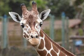 Rent a whole home for your next weekend or holiday. San Francisco Zoo General Admission 2021