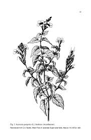 Image result for Sopubia lanata