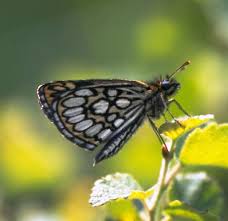 Image result for Heteropterus morpheus