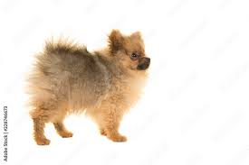 Pomeranian Puppy Dog Standing Isolated On A White Background Seen From The Side Looking To The Right Stock Photo Adobe Stock